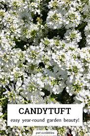 Candytuft An Easy Year Round Garden Beauty Flowers Perennials Spring Perennials White Flowering Shrubs