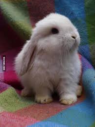White Bunny Pal 344264 Jpg 580 773 Cute Baby Bunnies Cute Animals Cute Baby Animals