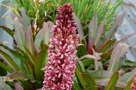 Image result for Eucomis