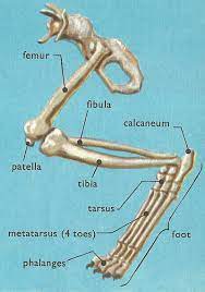 In the most severe instances, especially those involving the tail, amputation may even be required. Domestic Cat Anatomy