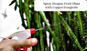 This is one of the most famous compositions thatprofessionals are also called the bordeaux mixture. What Are Orange Spots On My Dragon Fruit Plant 3 Ways To Treat Successfully Fruitinformation Com