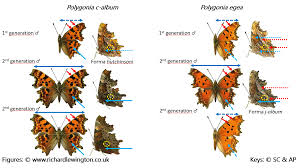 Image result for Polygonia c-album