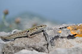 Find Wild Animals Capri Italy Animals Wild Animals Italy