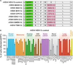 Frontiers Human Nonhuman Primate And Bat Cells Are