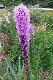 Liatris, plant care, garden care, garden tip, plant. 13 Tips For Growing Liatris Attract Bees Like A Magnet