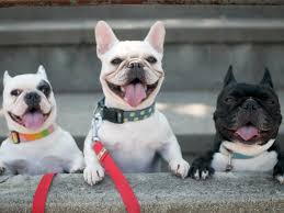 What is your favorite french bulldog name ideas from our top list? Most Popular Names For A French Bulldog
