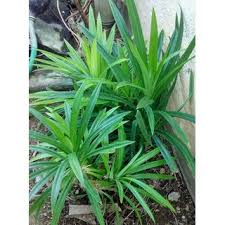 The fragrant plant pandanus amaryllifolius, variously known as pandanus leaf, pandan, and screwpine in english, is a beloved aromatic throughout southeast asia. Buy Pandan Leaves Pandanus Online 150 From Shopclues