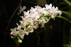 Melihat Dengan Penasaran Si Anggrek Liar Kandangan Asli Kalimantan Orchidaceae Adalah Nama Latin Dari Satu Bunga Yang Kemudian Lebih Anggrek Tanaman Tropis