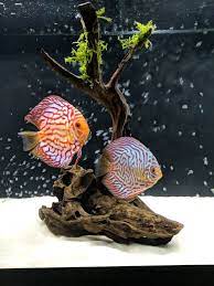 How To Care For Discus Discus Fish Discus Aquarium Fish Aquarium Decorations