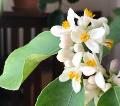 Check spelling or type a new query. How To Pollinate A Meyer Lemon Tree My Northern Garden