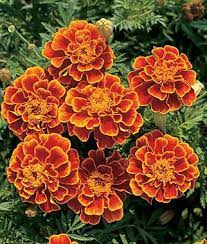 Pin On Gardening