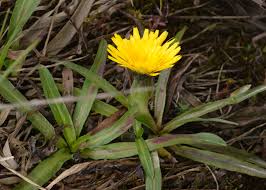 Image result for Hypochaeris