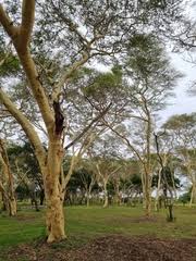 Image result for Vitellariopsis kirkii