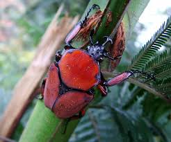 Image result for Funtumia africana