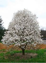 Magnolia Stellata Baume Pflanzen Garten Pflanzen