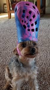 We did not find results for: Abeceda Udoli Prizpusobivost Dog With Crocs Provoz Janice Opravdu
