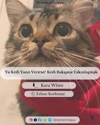 Ya Kedi Yanıt Verirse? Kedi Bakışına Yakınlaşmak  Kara White (Çev. Erhan  Korkmaz) - Toplum ve Ütopya