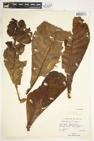 Image result for Anthocleista vogelii