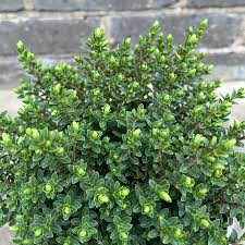Image result for shrubby veronica hebe