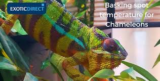 *billbergia nutans � (queens tears) partial shade to bright indirect light. Chameleon Vivarium Setup Advice Uvb Lighting Heating Plants And Water Exoticdirect