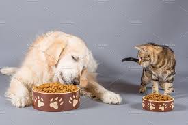 Dog And Cat Eating Dog Cat Dogs Cats