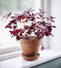 Butterflies want nectar from a diversity of flowering plants. Shamrock Plant Purple Striking Houseplants Oxalis Butterfly Etsy In 2021 Butterfly Plants Shamrock Plant House Plants
