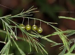 Image result for Asparagus natalensis