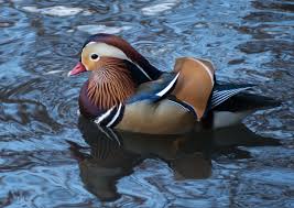 Mandarin duck in full color. Central Park Mandarin Duck Wikipedia