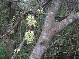 Image result for Mucuna poggei