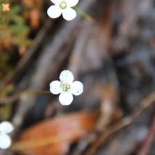 Image result for Mitrasacmopsis