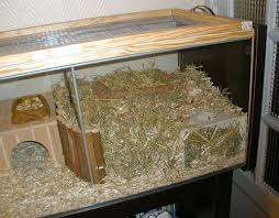 the digging area gerbil toys hamster cages gerbil cages