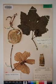 Image result for Lagenaria breviflora