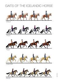 Horseplay 1 Jpg Icelandic Horse Horse Lessons Horse Riding
