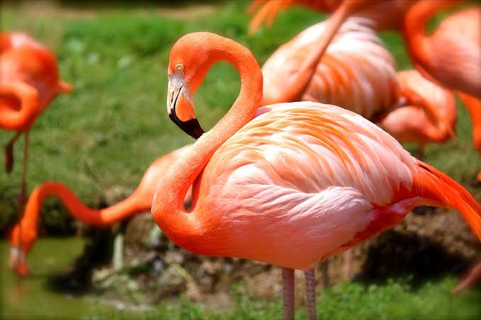 Flamingo bird