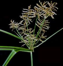 Image result for Cyperus nduru