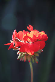 Large collections of hd transparent flower png images for free download. The Reds Shining Brightly In The Sunlight On This Geranium Download This Photo By Michae In 2021 Flower Pictures Macro Photography Flowers Beautiful Flowers Pictures