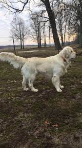 Beautiful english creme retriever puppies available in august! Pin On English Golden Retrievers