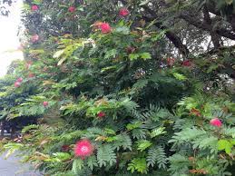 Mantel decor with pom pom truffula trees — tessie fay. Australian Natives In The Home Garden Janna Schreier Garden Design