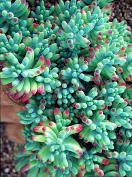 Image result for Senecio pachyrhizus