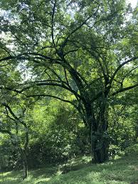 Image result for Guazuma