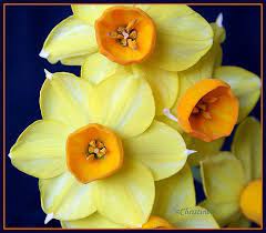 Jonquils Aka Baby Daffodils Jonquil Flowers March Birth Flowers Birth Flowers