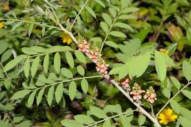Image result for Indigofera patula