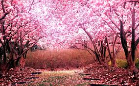 Pink sakura tree wallpaper, sunset, fantasy art, lava, trees. Sakura Wallpaper For Android Apk Download