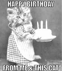 31 Funniest Cat Birthday Meme Birthday Meme These are the latest collection of funny cat memes and hilarious memes, cute memes and angry memes and grumpy cat memes.