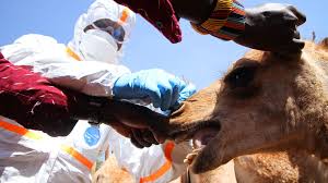 There will be simple words, abbreviated words, syntactic words and independent parts of speech. Why Camels Are Worrying Coronavirus Hunters Bbc Future