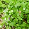 Kill a weed growing in the middle of desirable plants by cutting a small opening in a piece of plastic. 3