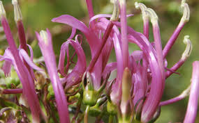 Image result for Campanulaceae