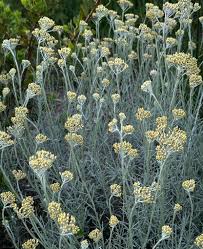 Image result for Helichrysum polioides