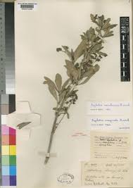 Image result for Psychotria kirkii