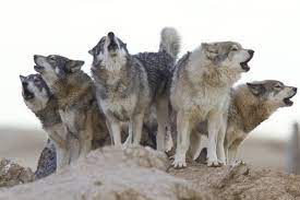 The Wild Animal Sanctuary Keenesburg Colorado Rescued Wolf Pack Howling Wilde Dieren Dieren Bosdieren